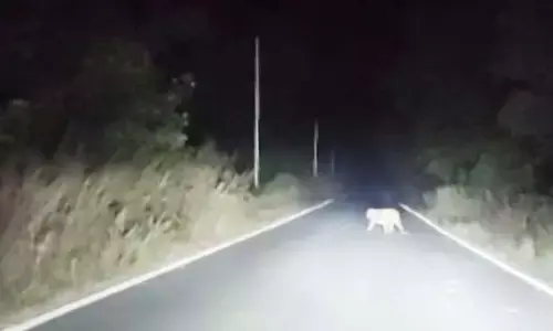 सानगडी-नवेगांव बांध मार्ग पर घूमता नजर आया तेंदुआ