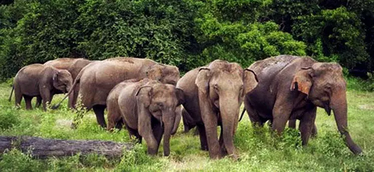 जंगली हाथियों के झुंड ने कपास और धान के ढेर को कर दिया तहस-नहस