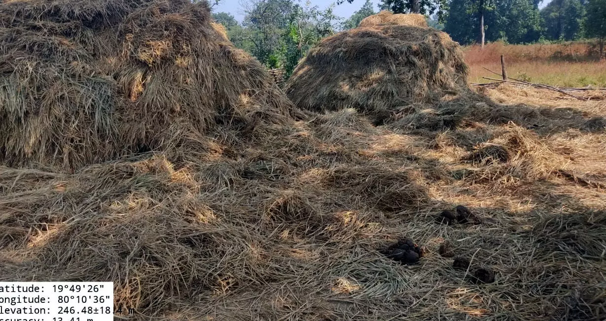 जंगली हाथियों के झुंड ने कपास और धान के ढेर को कर दिया तहस-नहस