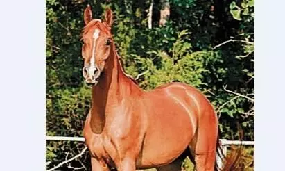 रैपुरा के हॉर्स फार्म से लापता हो गए दस घोड़े, प्रशासन में मचा हड़कम्प