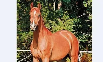 रैपुरा के हॉर्स फार्म से लापता हो गए दस घोड़े, प्रशासन में मचा हड़कम्प