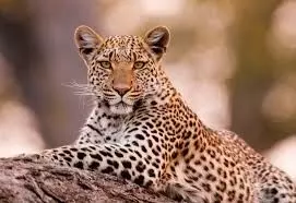 तेंदुओं के डर से जिले के गांवों में नहीं हो पा रहे विवाह तेंदुओं के डर से जिले के गांवों में नहीं हो पा रहे विवाह