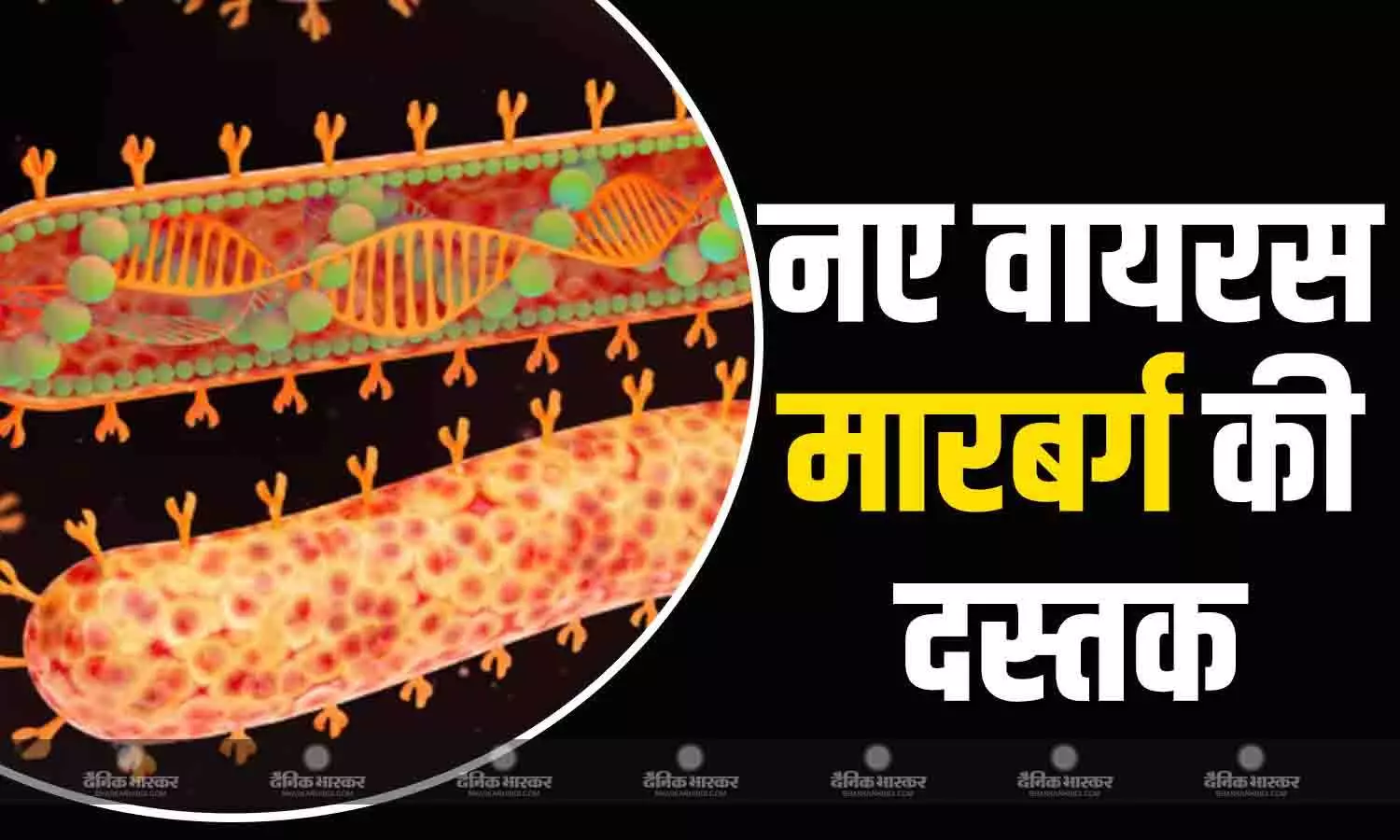 पूरी दुनिया में कोरोना के बाद एक और नए वायरस की दस्तक पूरी दुनिया में कोरोना के बाद एक और नए वायरस की दस्तक