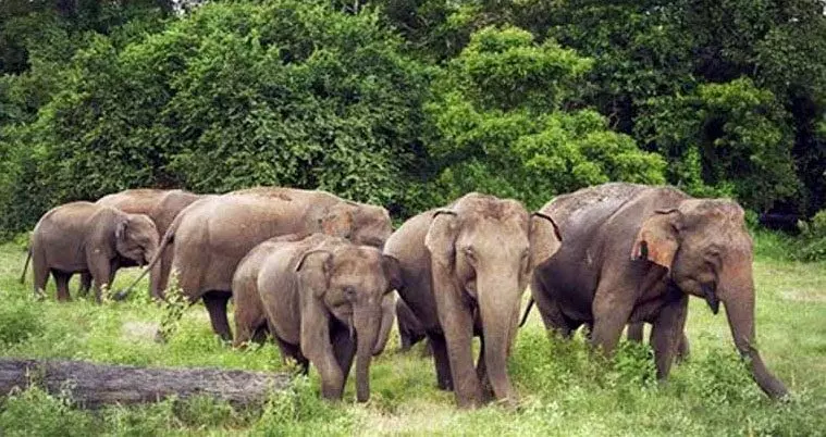 भामरागढ़ के जंगल में दाखिल हुआ जंगली हाथियों का झुंड भामरागढ़ के जंगल में दाखिल हुआ जंगली हाथियों का झुंड