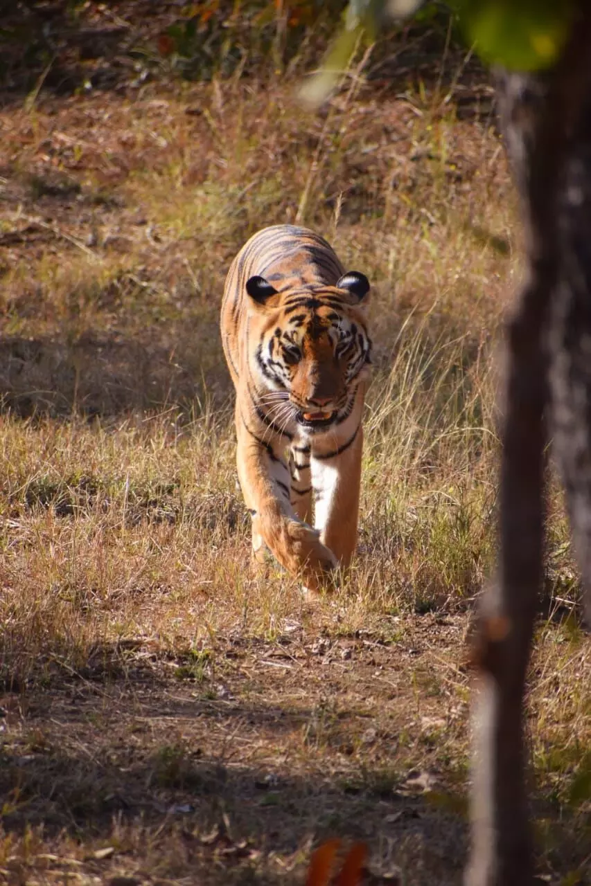 लगभग 850 कि.मी. का सफर तय कर सह्याद्री के जंगल में पहुंची चंदा लगभग 850 कि.मी. का सफर तय कर सह्याद्री के जंगल में पहुंची चंदा