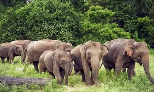 भामरागढ़ के जंगल में दाखिल हुआ जंगली हाथियों का झुंड भामरागढ़ के जंगल में दाखिल हुआ जंगली हाथियों का झुंड