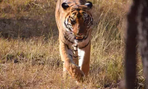 लगभग 850 कि.मी. का सफर तय कर सह्याद्री के जंगल में पहुंची चंदा लगभग 850 कि.मी. का सफर तय कर सह्याद्री के जंगल में पहुंची चंदा
