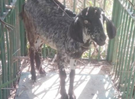 मुर्गियां और बकरियां रोकेंगी तेंदुओं के हमले!