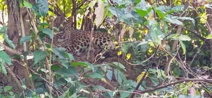 खेत में आराम कर रहे किसान से मात्र 10 फीट की दूरी पर बैठा था तेंदुआ खेत में आराम कर रहे किसान से मात्र 10 फीट की दूरी पर बैठा था तेंदुआ