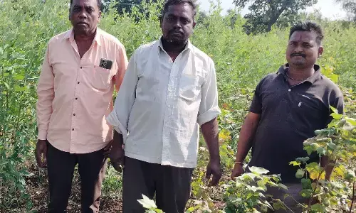 खेत में पानी दे रहे किसान पर घात लगाए बैठे बाघ ने किया हमला