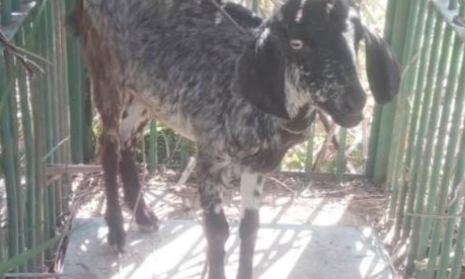 मुर्गियां और बकरियां रोकेंगी तेंदुओं के हमले!