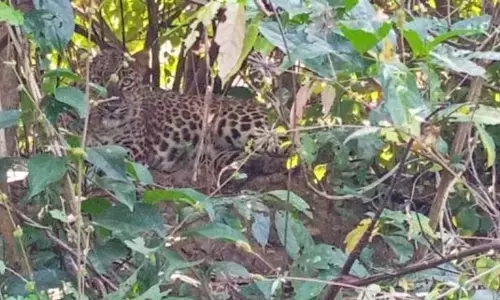 खेत में आराम कर रहे किसान से मात्र 10 फीट की दूरी पर बैठा था तेंदुआ