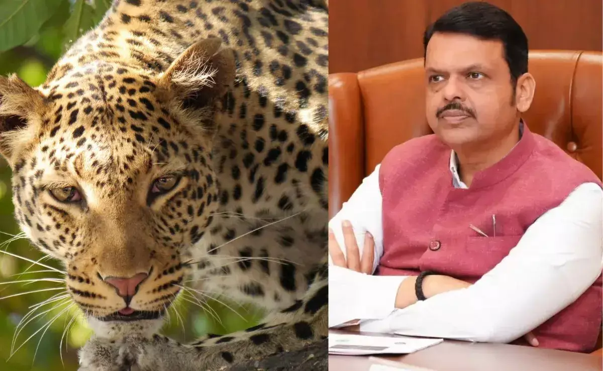 मुख्यमंत्री फडणवीस ने आक्रामक तेंदुओं की नसबंदी और ड्रोन से निगरानी के दिए आदेश मुख्यमंत्री फडणवीस ने आक्रामक तेंदुओं की नसबंदी और ड्रोन से निगरानी के दिए आदेश