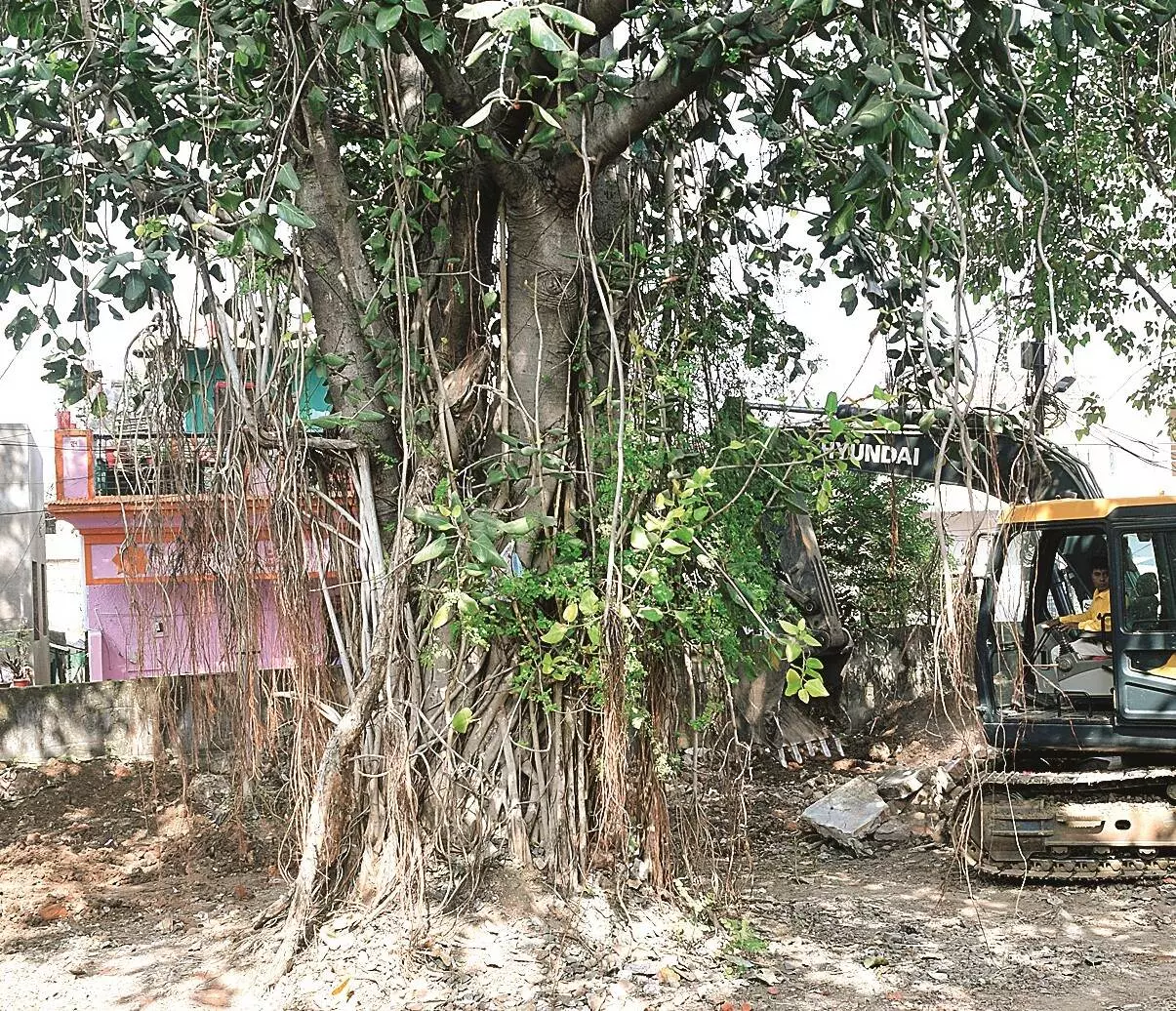 188 वर्ष पुराने विवादित बरगद के पेड़ का प्रत्यारोपण शुरू