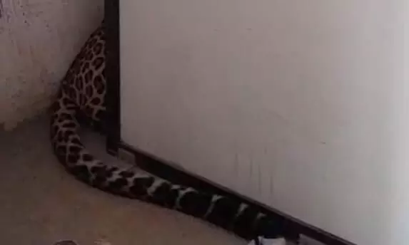 नागपुर शहर के भांडेवाड़ी में मकान के दूसरे मंजिल पर पहुंचा तेंदुआ