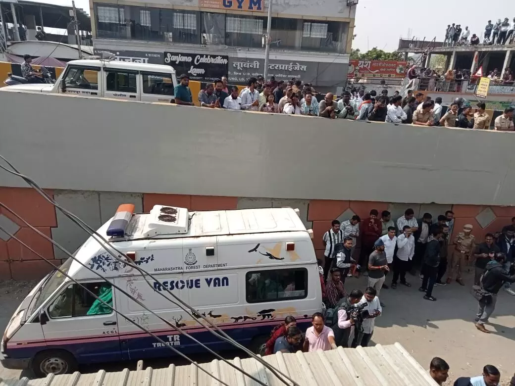 नागपुर शहर के भांडेवाड़ी में मकान के दूसरे मंजिल पर पहुंचा तेंदुआ