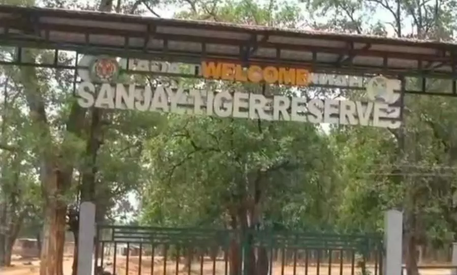 संजय टाइगर रिजर्व में करंट लगाकर बाघ का शिकार करने वाले दो आरोपी गिरफ्तार