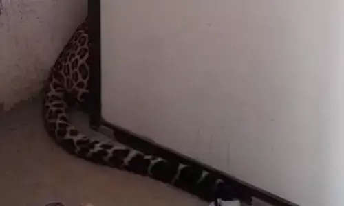 नागपुर शहर के भांडेवाड़ी में मकान के दूसरे मंजिल पर पहुंचा तेंदुआ