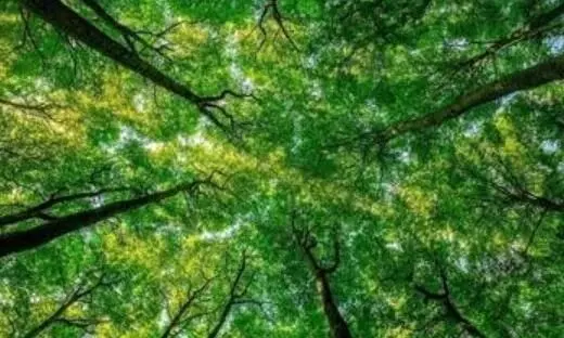 वनाधिकार कानून के तहत अब तक दिये 51 सामुदायिक वन प्रबंधन के अधिकार वनाधिकार कानून के तहत अब तक दिये 51 सामुदायिक वन प्रबंधन के अधिकार