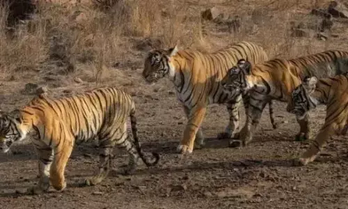 बाघ का शिकार करने वाले संगठित गिरोह के 9 आरोपियों को 4 साल की सजा बाघ का शिकार करने वाले संगठित गिरोह के 9 आरोपियों को 4 साल की सजा