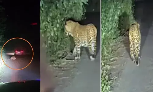 अहिल्यानगर महामार्ग पर तेंदुआ दिखने से लोगों में दहशत, एक माह के भीतर दूसरी बार देखा गया