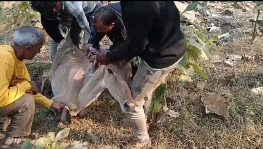 वन विभाग की टीम ने नीलगाय का किया सफल रेस्क्यू