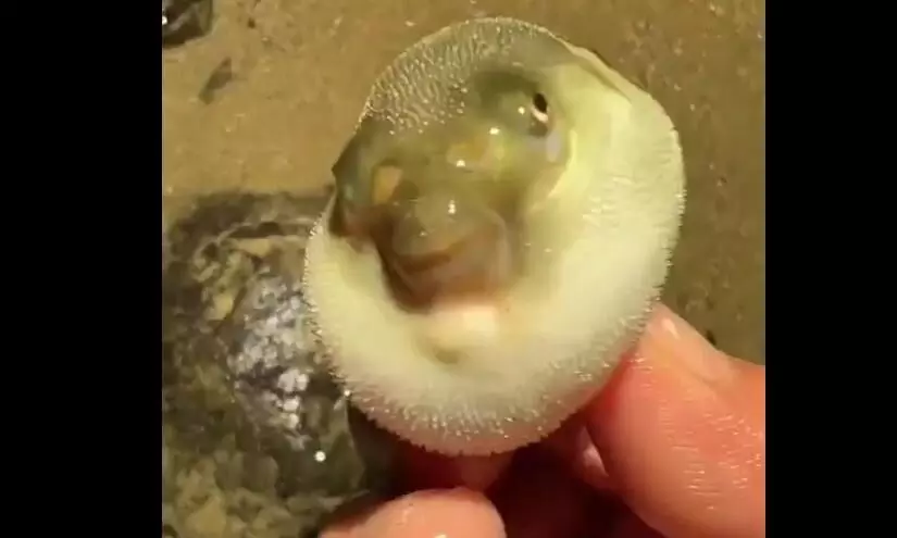 जरा सी मछली छूते ही बन गई बड़ा गुब्बारा, खतरनाक इतनी ज्यादा कि आराम से ले सकती है जान