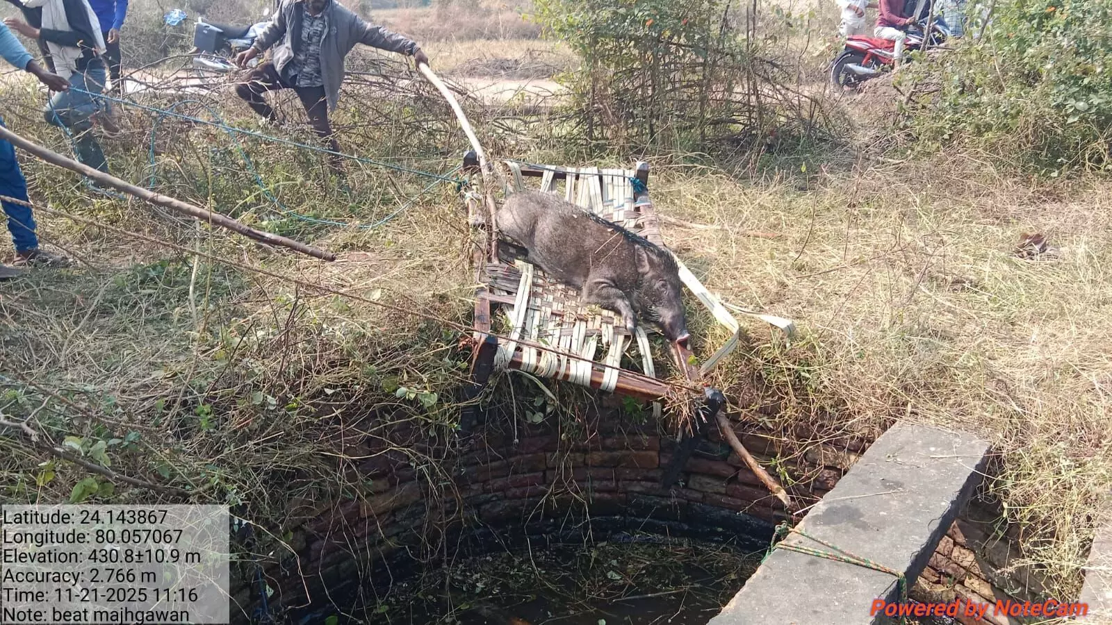 वन विभाग की त्वरित कार्यवाही, कुयें में खाट डालकर बचाई जंगली सुअर की जान