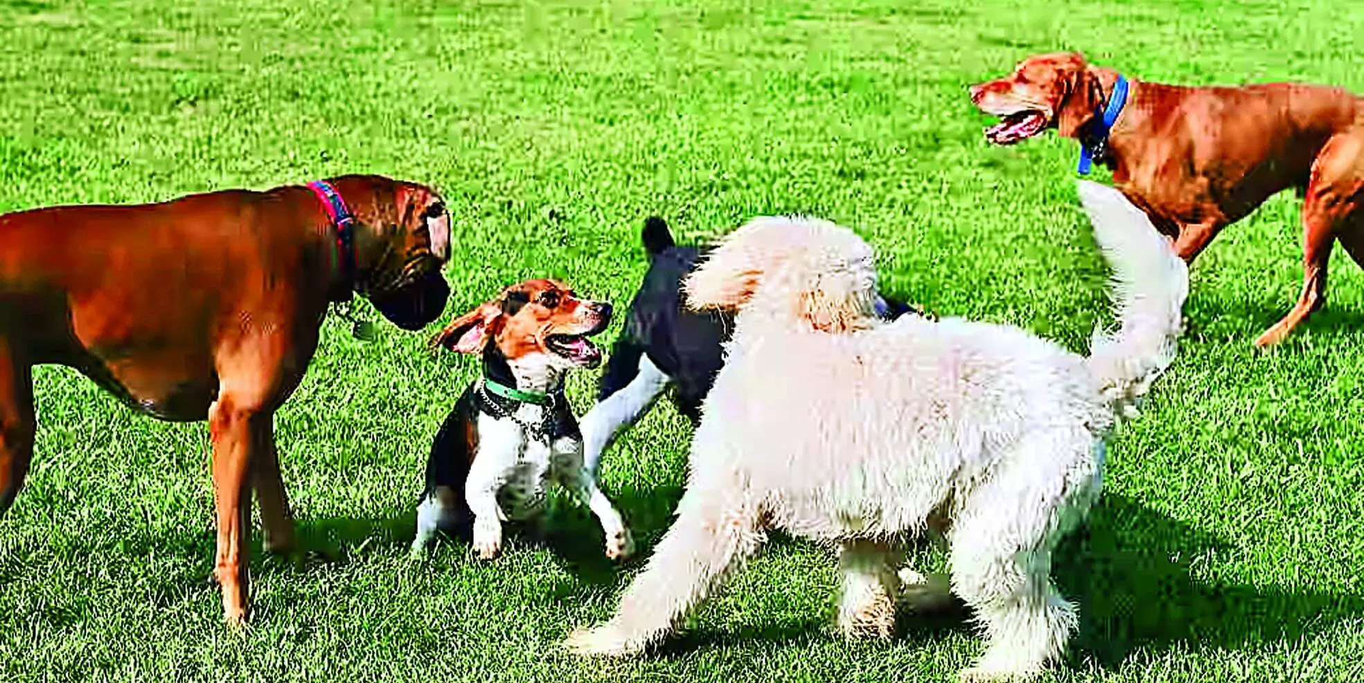 खराड़ी में बन रहे डॉग पार्क को लेकर दो पूर्व नगरसेवकों के बीच हुई बहस खराड़ी में बन रहे डॉग पार्क को लेकर दो पूर्व नगरसेवकों के बीच हुई बहस