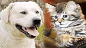 सिर्फ 975 पालतू पशु मालिकों के पास लाइसेंस