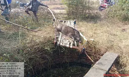 वन विभाग की त्वरित कार्यवाही, कुयें में खाट डालकर बचाई जंगली सुअर की जान