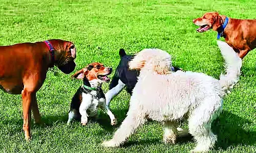 खराड़ी में बन रहे डॉग पार्क को लेकर दो पूर्व नगरसेवकों के बीच हुई बहस