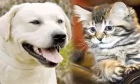 सिर्फ 975 पालतू पशु मालिकों के पास लाइसेंस