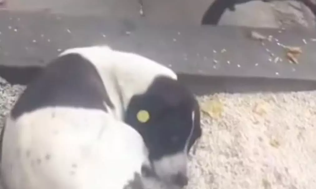 तीन साल बाद मालिक और कुत्ते का हुआ रियूनियन! इंटरनेट पर वायरल वीडियो देखकर लोग हो रहे इमोशनल तीन साल बाद मालिक और कुत्ते का हुआ रियूनियन! इंटरनेट पर वायरल वीडियो देखकर लोग हो रहे इमोशनल