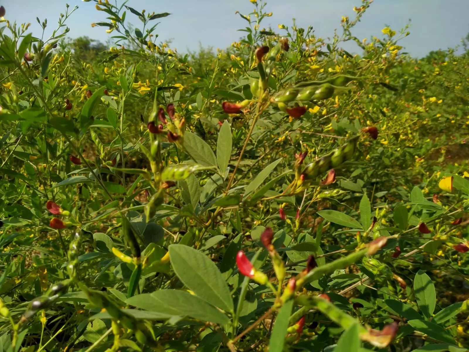 तुअर की फसल पर नजर आने लगी मोटी-मोटी फलियां, किसानों के चेहरे पर दिखी खुशी तुअर की फसल पर नजर आने लगी मोटी-मोटी फलियां, किसानों के चेहरे पर दिखी खुशी