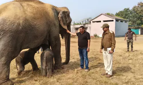 हथिनी अनारकली ने दिए दो मादा बच्चों को जन्म, पन्ना टाइगर रिजर्व में पहली बार मादा हाथी के एक साथ दो बच्चों का हुआ जन्म