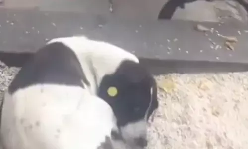 तीन साल बाद मालिक और कुत्ते का हुआ रियूनियन! इंटरनेट पर वायरल वीडियो देखकर लोग हो रहे इमोशनल