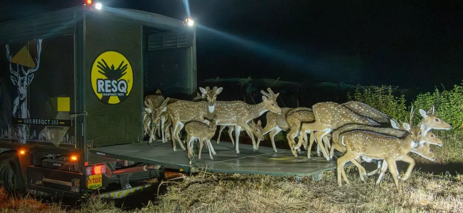 चांदोली से सह्याद्री पहुंचाए गए 79 हिरण चांदोली से सह्याद्री पहुंचाए गए 79 हिरण