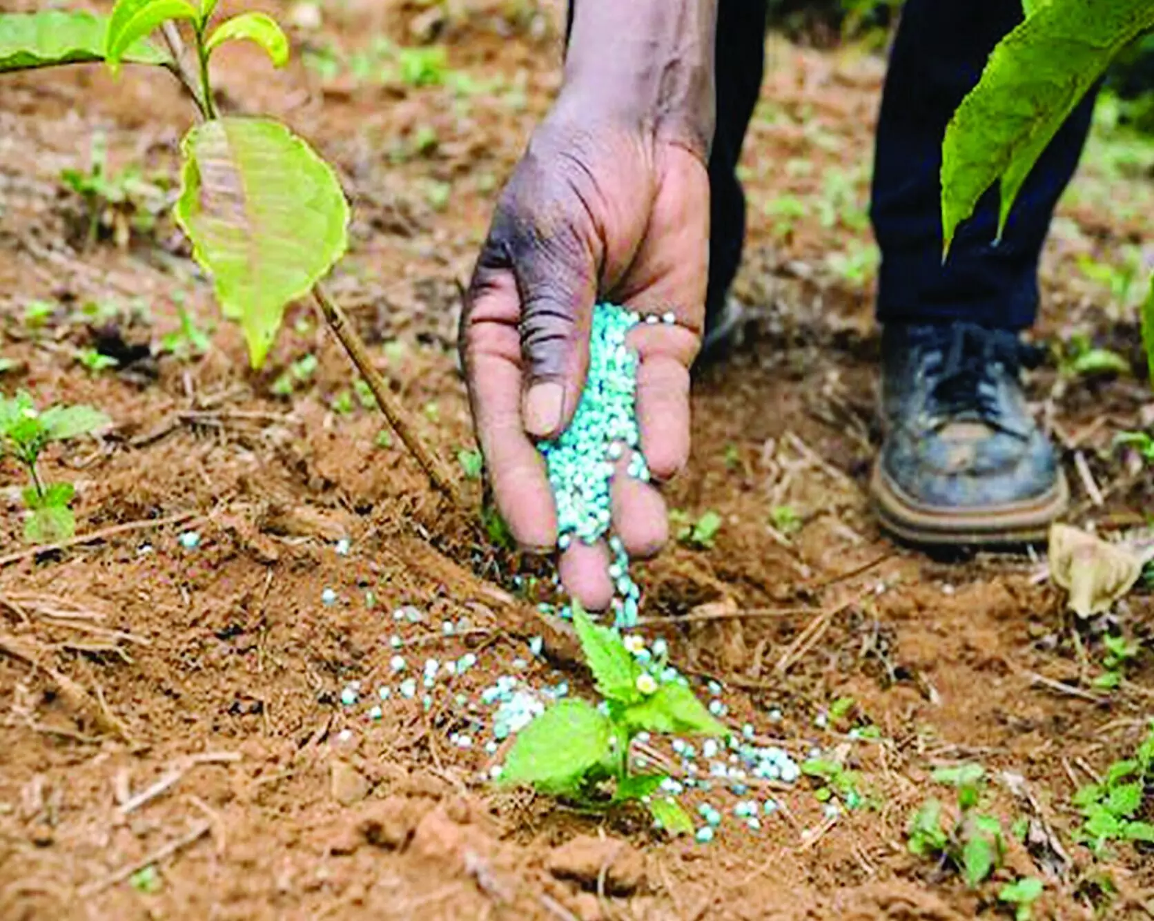 अतिवृष्टि के बाद अब रासायनिक खादों की कीमतें बनीं नया संकट अतिवृष्टि के बाद अब रासायनिक खादों की कीमतें बनीं नया संकट