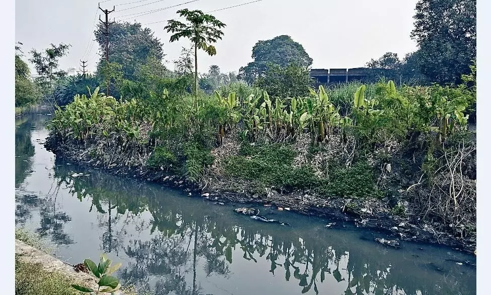 नाले के किनारे उपजे गाजर, मूली खाने से पैरासाइट पेट तक जा रहे