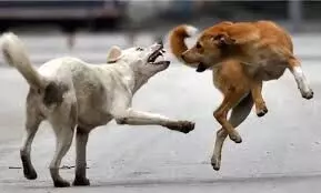 आवारा श्वानों को नसबंदी और टीकाकरण के बाद छोड़ने पर मनाही, स्थानीय निकायों को शुरू करना होगा हेल्पलाइन नंबर