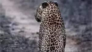 कुएं में मादा तेंदुआ - टीटीसी ने रेस्क्यू कर 4–5 घंटे के प्रयास के बाद सुरक्षित बाहर निकाला