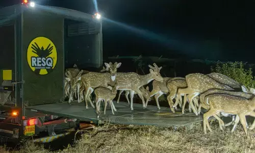 चांदोली से सह्याद्री पहुंचाए गए 79 हिरण