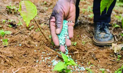 अतिवृष्टि के बाद अब रासायनिक खादों की कीमतें बनीं नया संकट