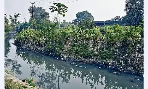 नाले के किनारे उपजे गाजर, मूली खाने से पैरासाइट पेट तक जा रहे