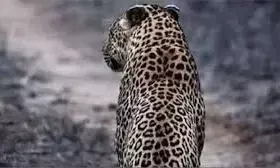 कुएं में मादा तेंदुआ - टीटीसी ने रेस्क्यू कर 4–5 घंटे के प्रयास के बाद सुरक्षित बाहर निकाला