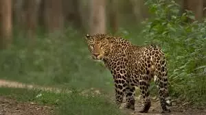 एयरपोर्ट परिसर में तेंदुए की तलाश तेज