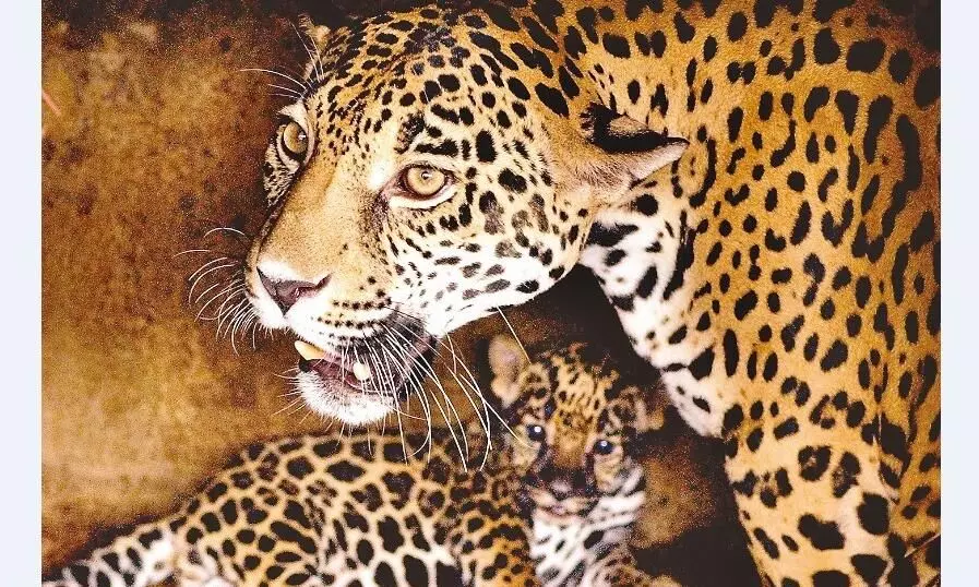 मवेशियों पर झपट रहा तेंदुए का कुनबा, क्षेत्र में दहशत मवेशियों पर झपट रहा तेंदुए का कुनबा, क्षेत्र में दहशत