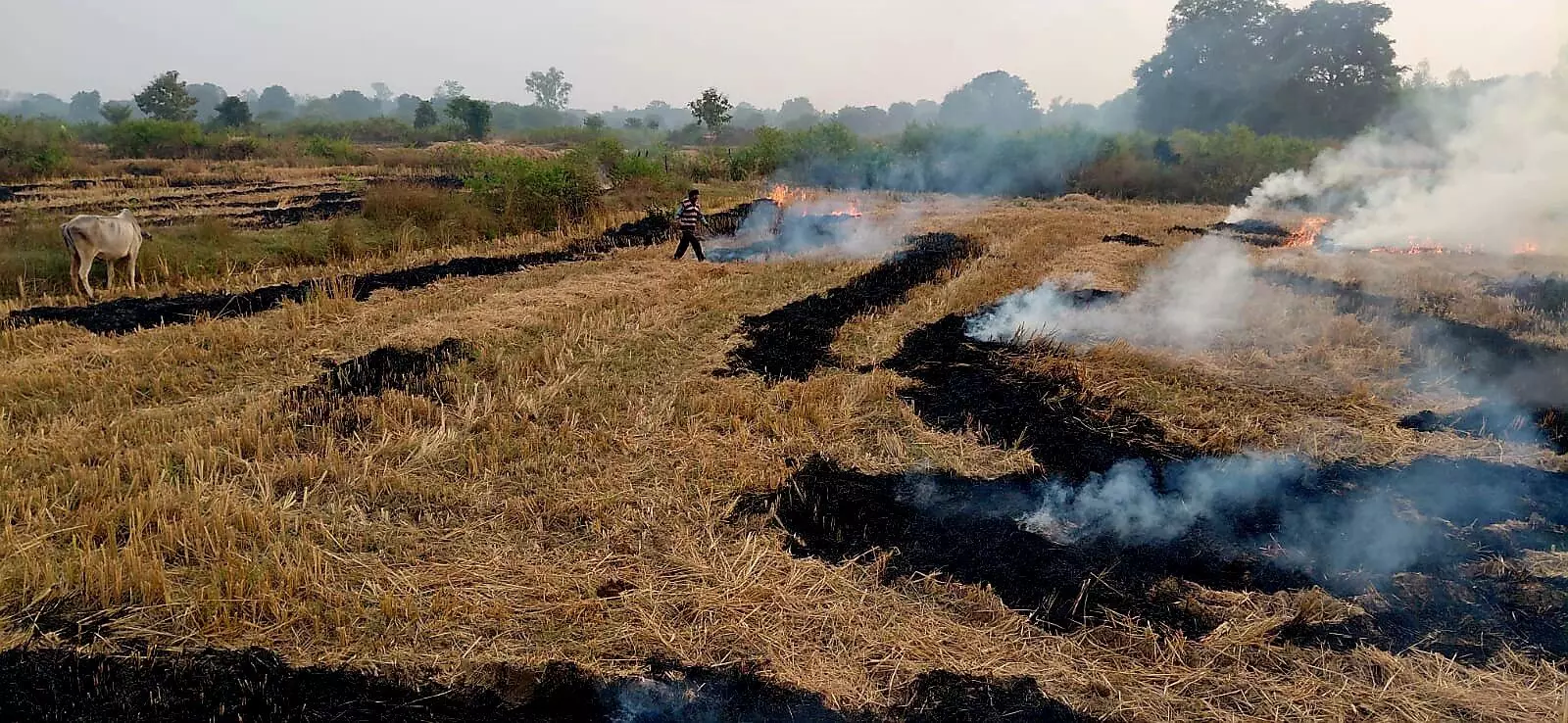 धधकती रही नरवाई की आग, राजस्व अमला पहुंचा मौके पर धधकती रही नरवाई की आग, राजस्व अमला पहुंचा मौके पर