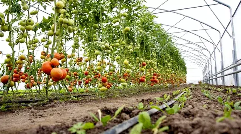 बागवानी फसलों के क्षेत्रफल व उत्पादन के अग्रिम अनुमान जारी, 4 लाख हेक्टेयर की वृद्धि अनुमानित